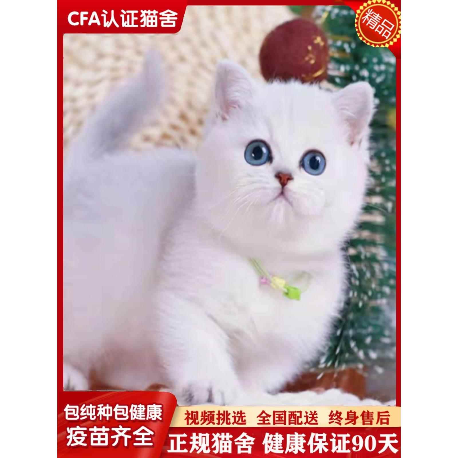 纯种银渐层幼猫活体英国短毛猫蓝金猫银点幼崽曼基康矮脚宠物猫咪