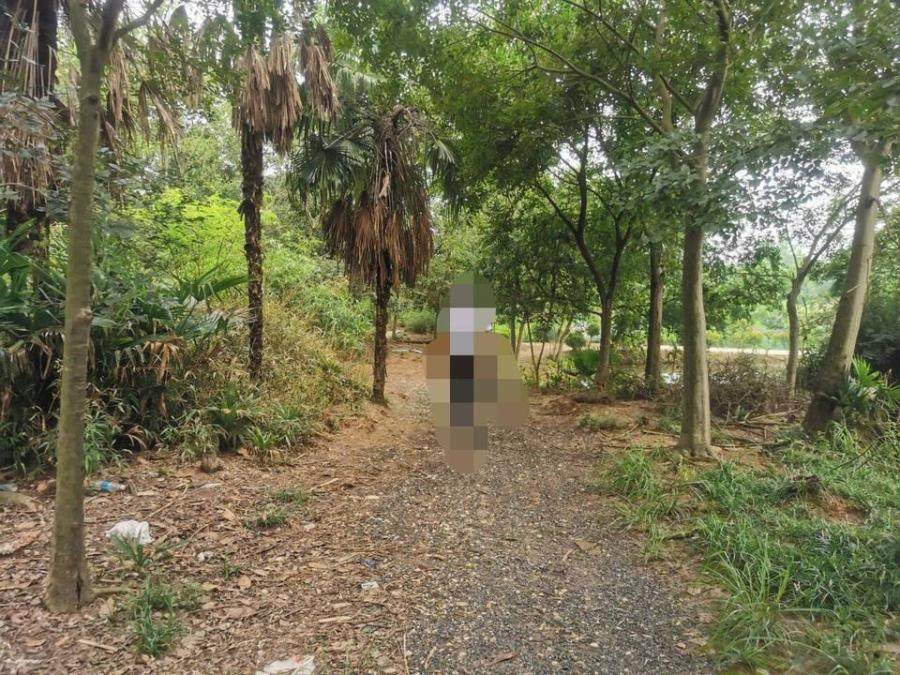 1月8日扬州农业公司花木资产、木材及建筑物构筑物等破产企业资产网络拍卖公告