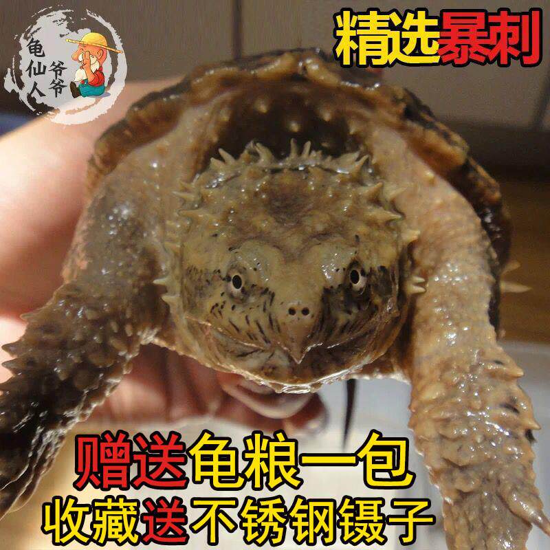 鳄龟鱼原种纯佛爆刺杂佛北美大小鳄苗子乌龟宠物深水肉龟活物食用