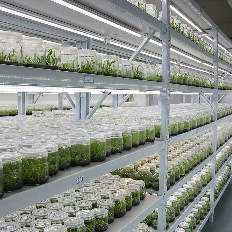 批发植物组培架多层光照LED培养架实验室植物生长架育苗生长架