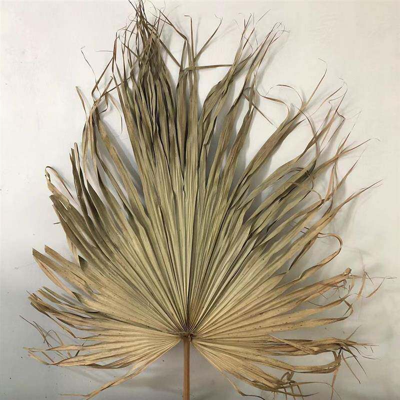 ins大葵叶棕榈叶干树枝干花芦苇蒲扇叶橱窗装饰婚庆场景插花花材