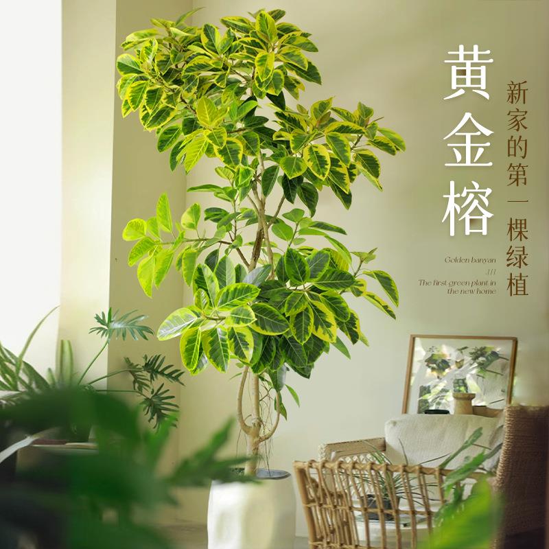 黄金榕客厅绿植盆栽花叶橡皮树室内大型植物高山榕落地盆景好养活