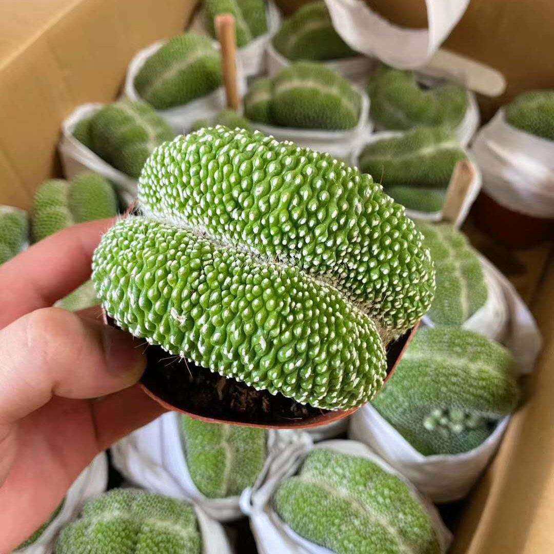 【基地直供】仙人球植物桌面小盆栽居家绿植松露玉缀化