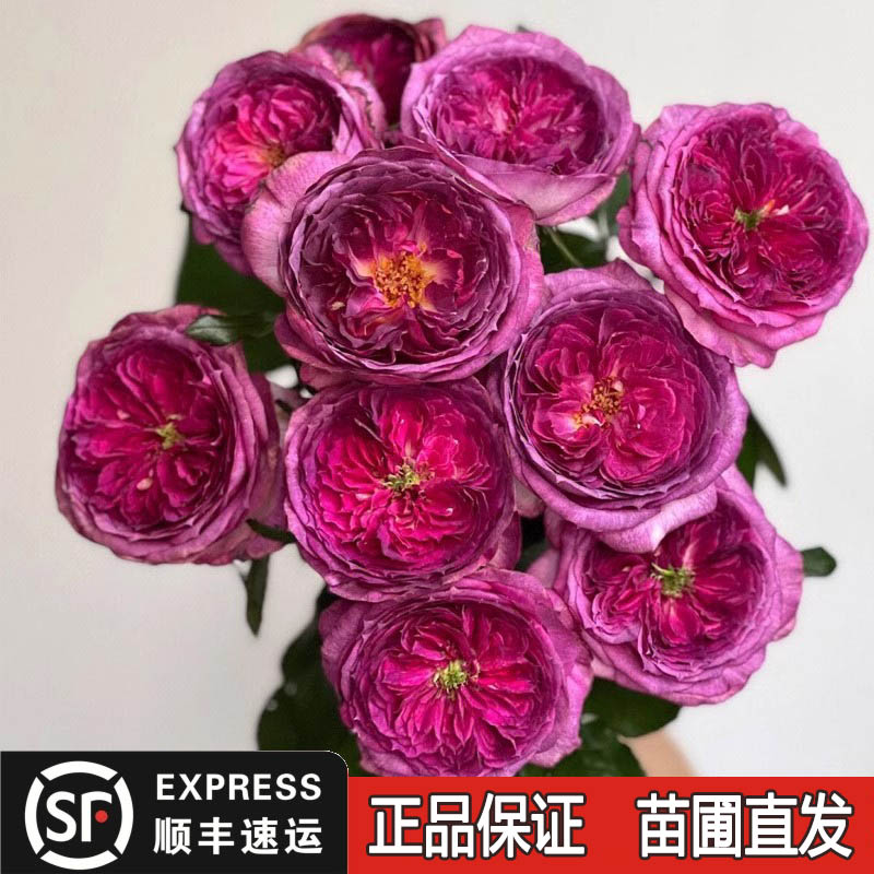 蓝莓蛋糕切花月季花大苗戴尔巴德特大花浓水果香阳台庭院花卉植物