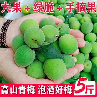云南大理鲜果青梅 大果高山新鲜现摘生酸梅子清脆腌制泡酒5斤