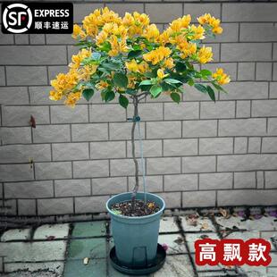 爬藤三角梅大苗高飘原生加州黄高杆飘枝老桩室内盆栽庭院勤花耐热