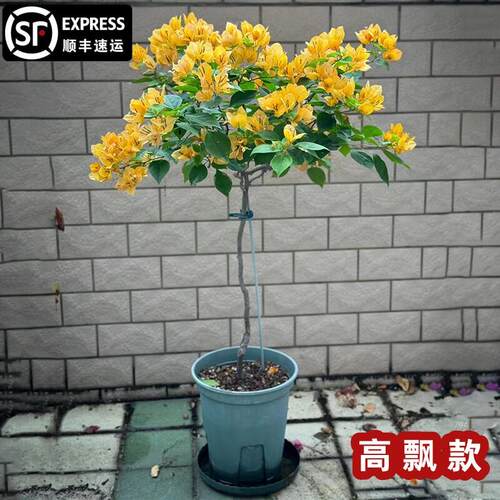 爬藤三角梅大苗高飘原生加州黄高杆飘枝老桩室内盆栽庭院勤花耐热