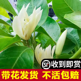 白兰花玉兰树苗花卉植物室内庭院绿植易活带花苞四季开黄角兰盆栽