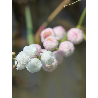 包邮水生植物园艺日本观赏花慈姑（重瓣茨菇）盆栽爆花水茉莉种球