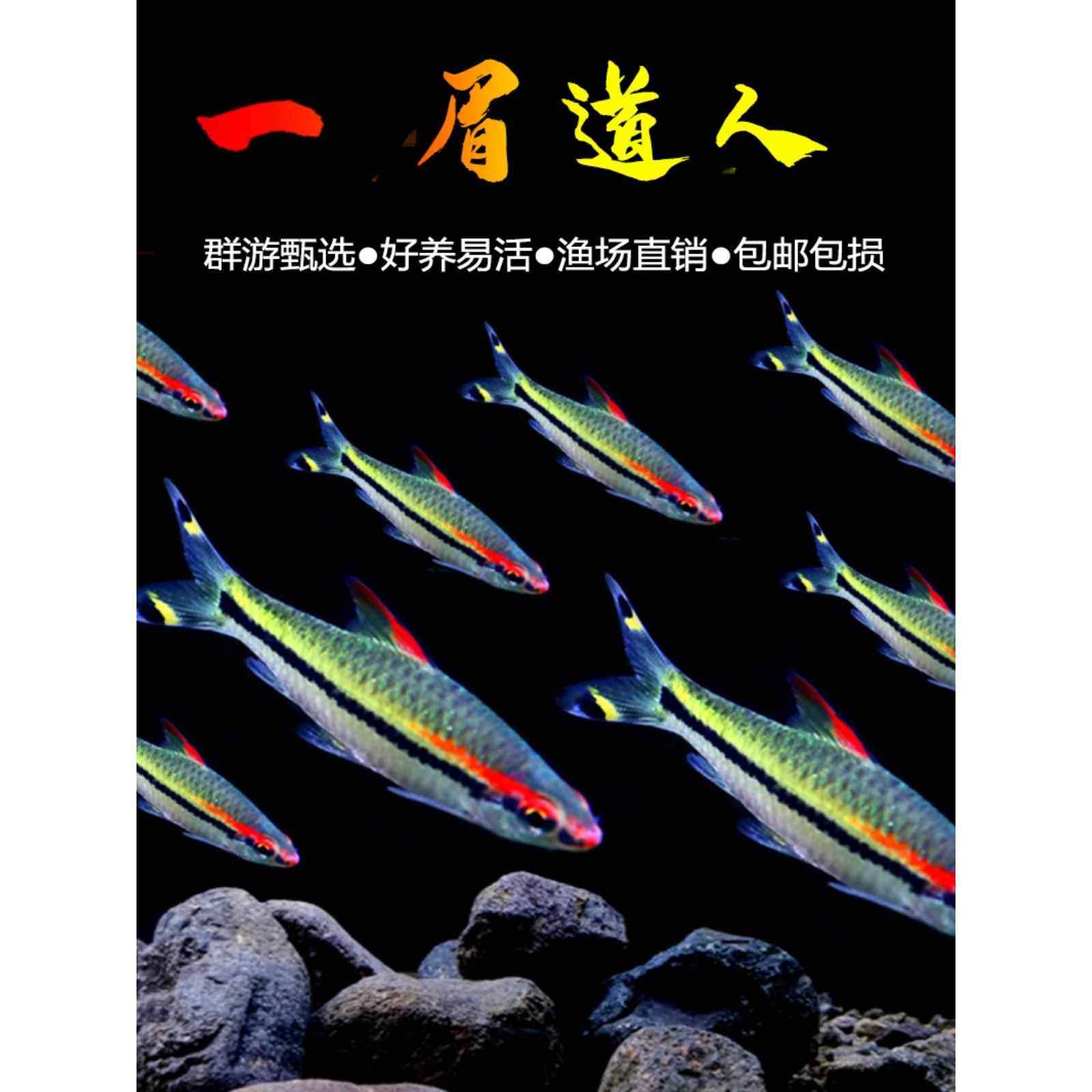 一眉道人野生一眉道人红眉道人鱼草缸鱼热带鱼观赏鱼活体鱼包邮