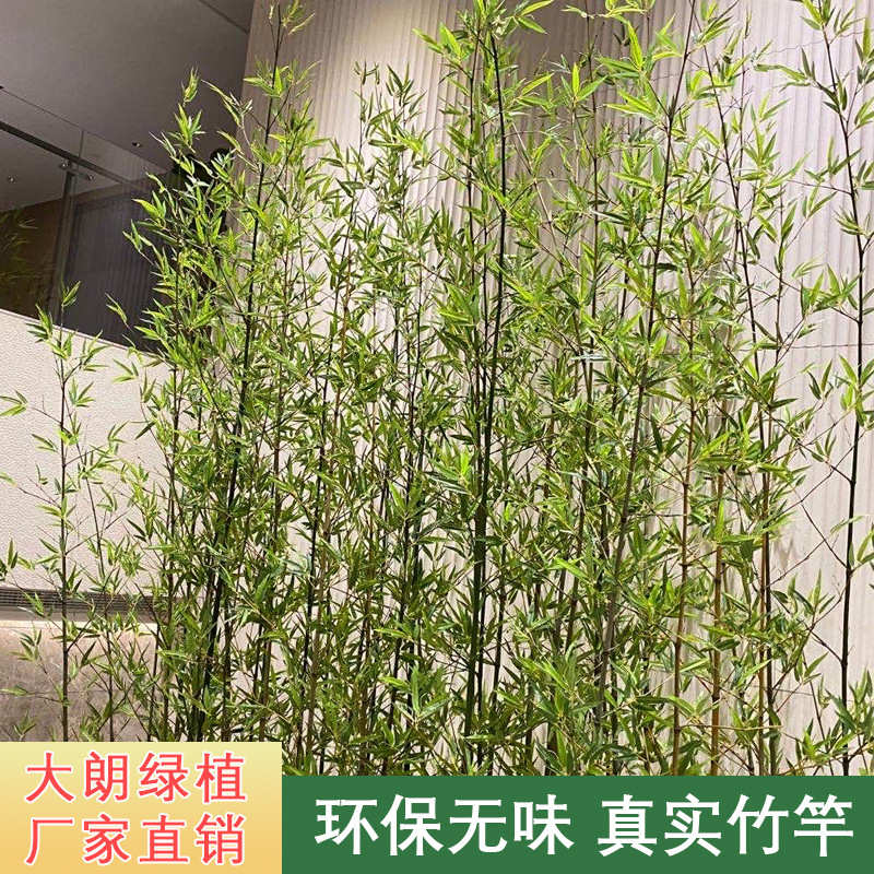 人造景观室内假竹子屏风隔断室外毛竹围栏平头竹仿真绿植仿真竹子