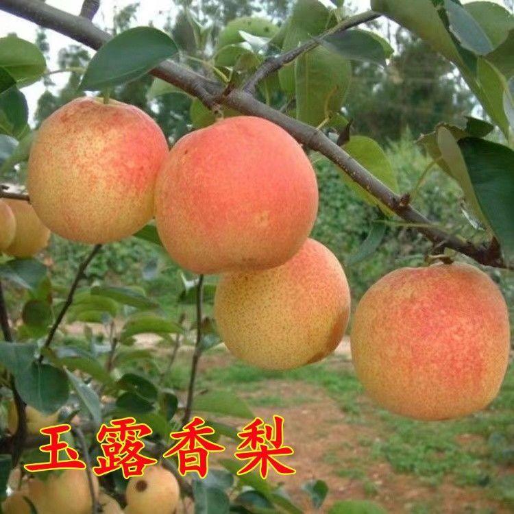 新品种玉露香梨苗嫁接大果薄皮梨树苗盆栽地栽当年结果南北方种植