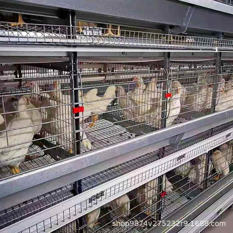 大型养殖户选择机械化养鸡设备养殖设备四层养鸡笼价格
