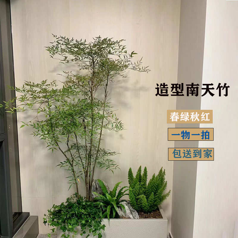 火焰南天竹盆栽客厅大型室内盆景办公室真树庭院绿植阳台好养植物