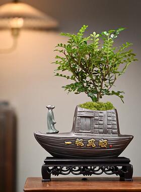 文竹盆栽植物室内好养易活赤楠盆景绿植客厅花卉四季常青净化空气