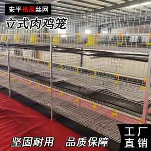 全自动肉鸡笼蛋鸡笼厂家生产鸡笼全自动养鸡设备