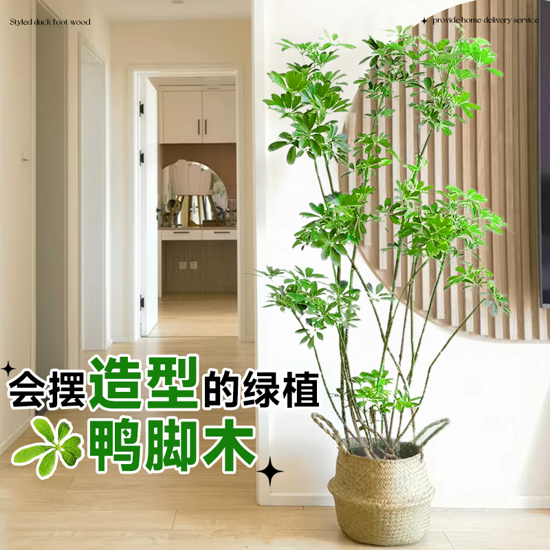 造型鸭脚木客厅大盆栽室内大型禄植落地老桩绿植鸭掌木植物办公室