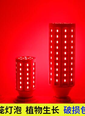 超亮led红光灯笼泡红色玉米灯喜宴婚庆氛围植物生长猪肉生鲜灯