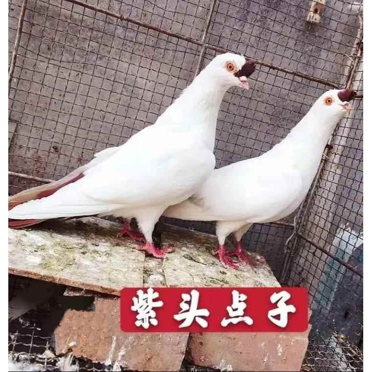 紫点子 观赏鸽子活体种鸽公母一鸟