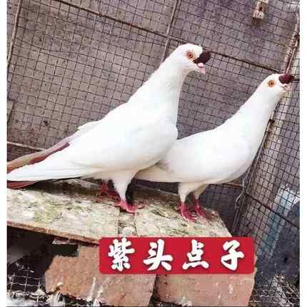 紫点子 观赏鸽子活体种鸽公母一对种鸽包活包邮紫点子黑点子