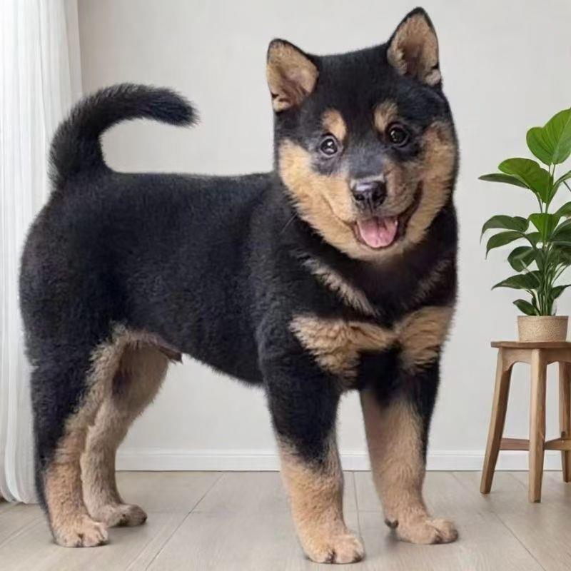 四眼铁包金巡山犬猎犬正宗好养农村便宜活体赶好看看门狗小狗可爱