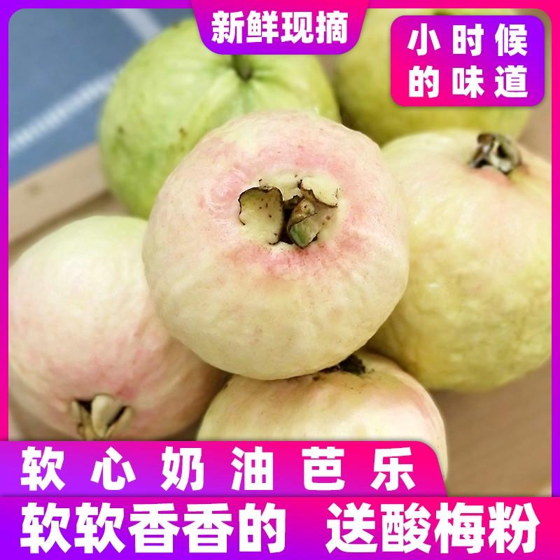 广东奶油芭乐5斤软糯番石榴软心鸡屎果白心巴乐新鲜水果整箱包邮9