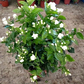 茉莉花 老桩虎头重瓣桌面盆栽花卉绿植室内开花植物香味驱蚊易养