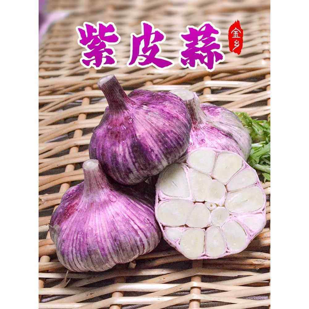 山东蒜2023紫皮农家乐蒜干大头蒜干2.5公斤蒜