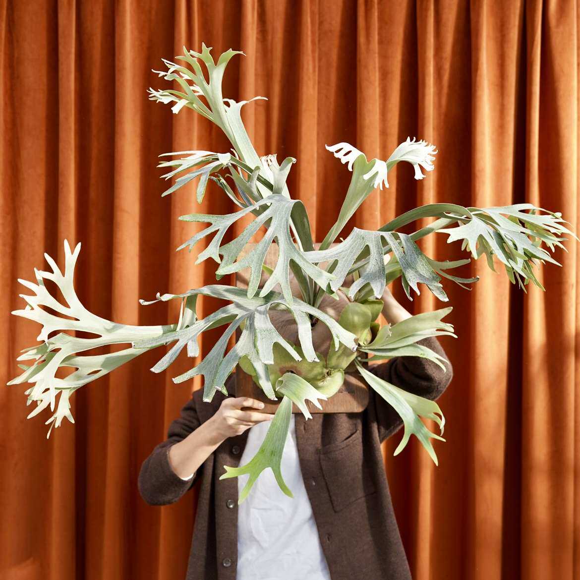 白二歧鹿角蕨 白二 室内植物花卉ins 特殊气候 盆栽绿植 立体种植