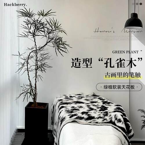 孔雀木绿植大型盆栽办公室内大花盆客厅好养网红落地大号植物真树