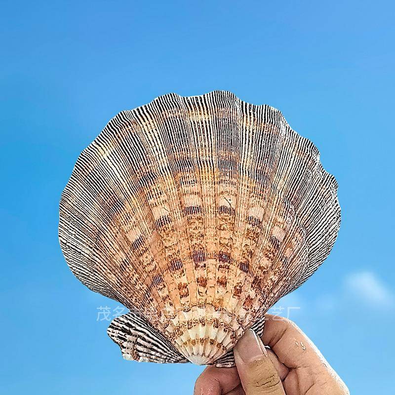 天然贝件狮爪贝鱼缸装饰品水族箱造海景拍摄道具地中风格摆海壳洋