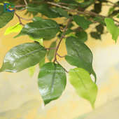 真树杆 仿真榕树 大型植物 酒店装 饰 人造假树 仿真树室内外户外