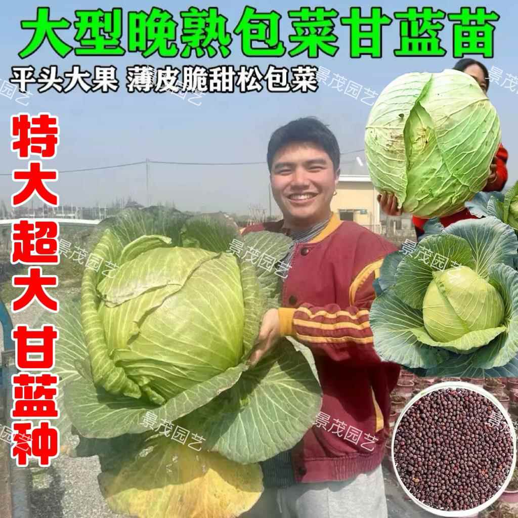 巨型包菜种子蓝种子莲花白籽平包菜籽晚熟高产耐寒蔬菜种子甘大全