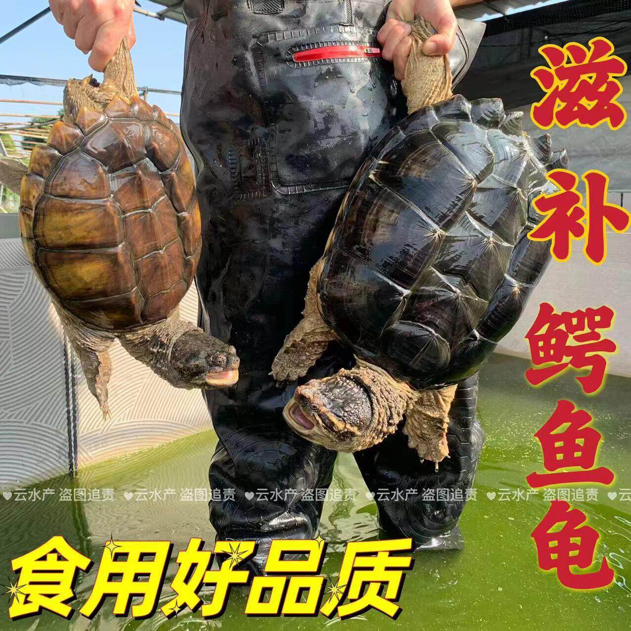 [顺丰包邮】北美鳄龟活物食用养龟/鳖
