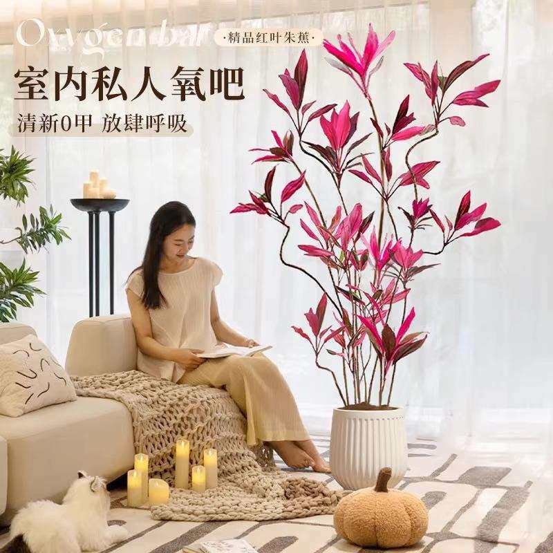 红叶朱蕉绿植室内大型盆栽落地式办公室客厅植物四季好养活吸甲醛