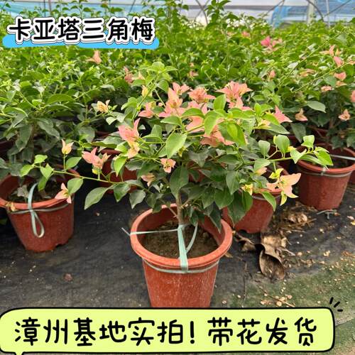 卡亚塔三角梅盆栽原生大苗超勤花可爬藤高飘好养庭院阳台