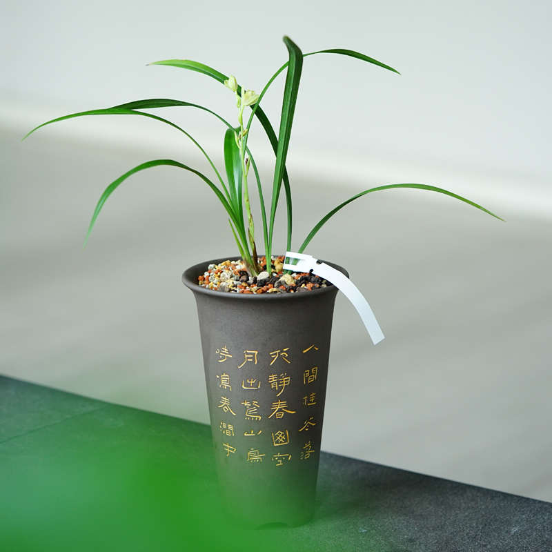 轻奢 东门 第23款刻绘款 出汗泥简约紫砂兰花盆 寒兰春兰建兰盆