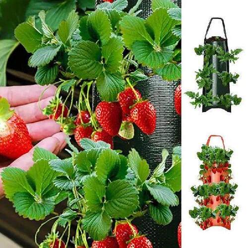 Strawberry Grow Bags Grow Bags For Strawberry Breathable
