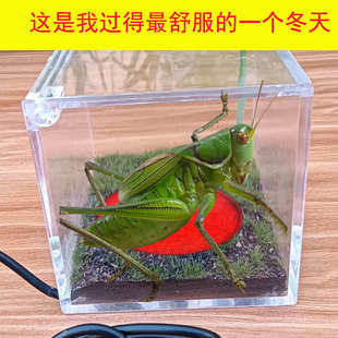 蝈蝈专用恒温罐鸣虫恒温盒发热罐保温造景生态箱宠物罐蝈蝈过冬