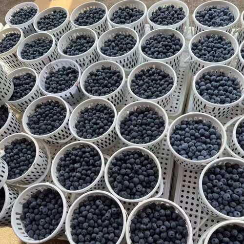 塑料采摘桶手提可采摘蓝莓草莓1斤2斤装沙滩收集贝壳桶