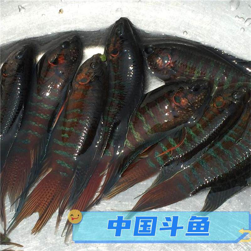 国斗斗鱼活鱼不用打氧冷水鱼耐养好养淡水观赏鱼活体中国斗鱼长尾