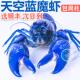 观赏鳌虾淡水族活体宠物蓝色小龙虾火山原生人工天空蓝魔顺丰包损