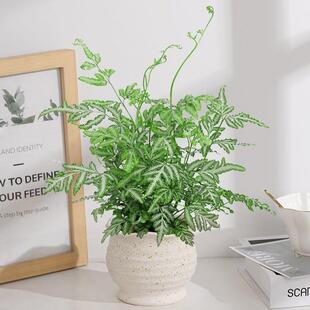 夏雪银线蕨水培植物盆栽客厅幼儿园水养四季常青室内摆件绿植