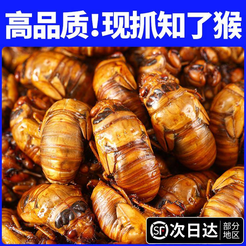 知了猴新鲜现捕金蝉蝉蛹冷冻知了猴子鲜活杜仲爬叉猴结了龟现货
