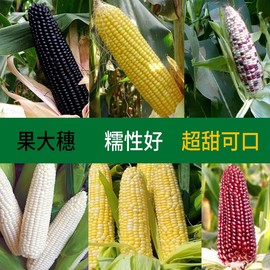 春播玉米种子水果黑珍珠，夏季播高产早熟大田生吃甜糯粘彩色玉米