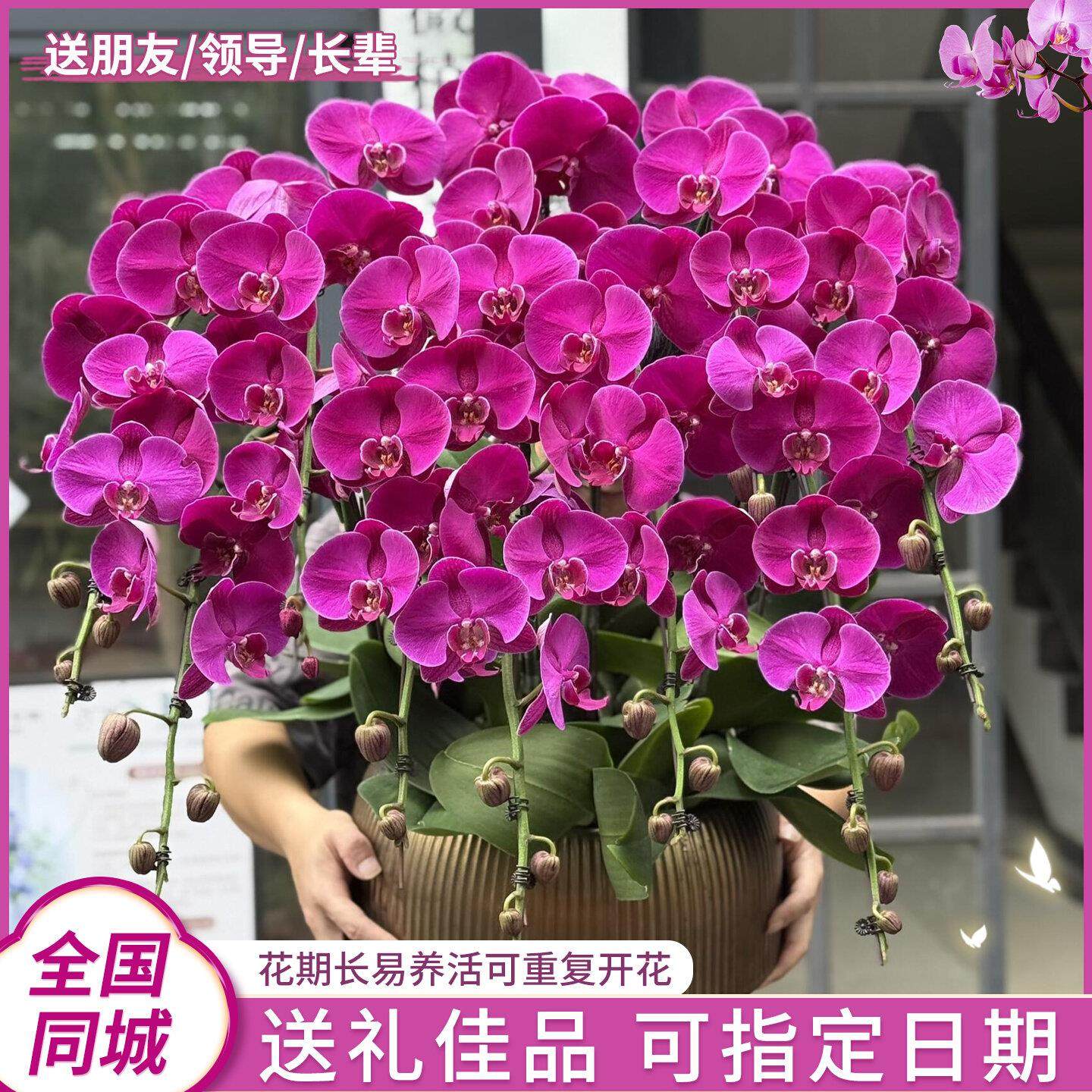 蝴蝶兰盆栽带花特大号真鲜花同城配送精品年宵花开业乔迁深圳北京