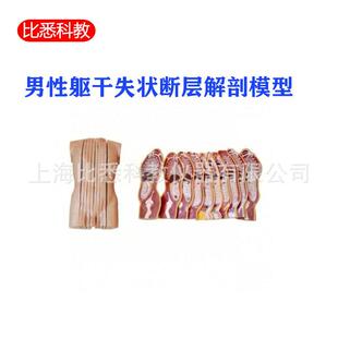 男鞋躯干失状断层解剖模型