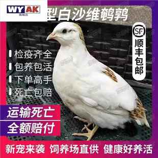 鹌鹑活鸟巨型白沙维法巨非洲黑麦脱莎维可下蛋宠物鸟活苗