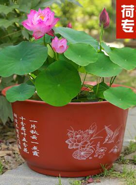 无孔荷花盆 加厚加大仿陶碗莲睡莲花盆荷花水培绿植塑料花盆