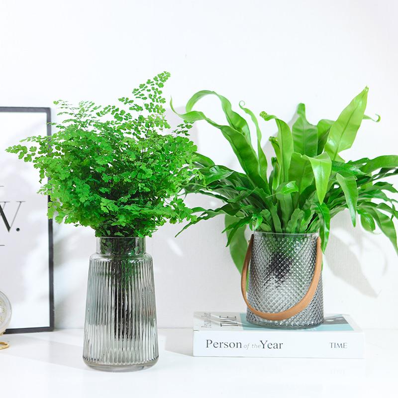 水培植物铁线蕨盆栽鸟巢蕨盆栽植物办公室桌面四季常青水养绿植